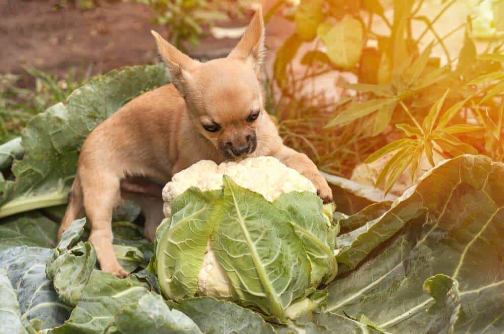 il cane può mangiare il cavolfiore