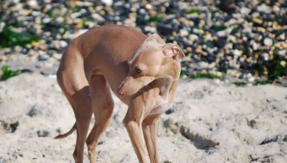 perche il cane trema