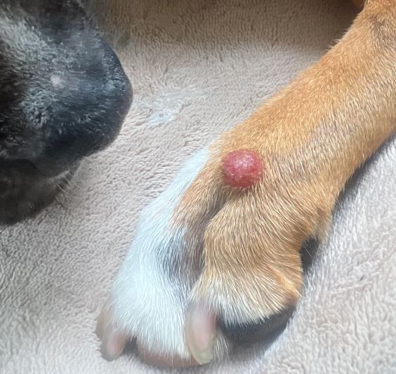 Mastocitoma del cane - come curarlo e prevenirlo