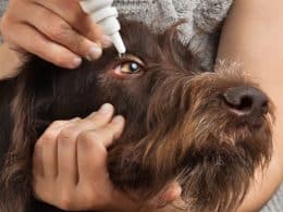 Orzaiolo del cane - cause, cura, terapia e prevenzione