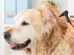 Otoematoma cane - caratteristiche, rischi, cura e trattamento