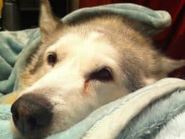 Pancreatite del cane, sintomi, cause, diagnosi e cura