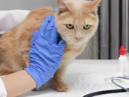 Pancreatite del gatto, sintomi, cause, prevenzione e cura