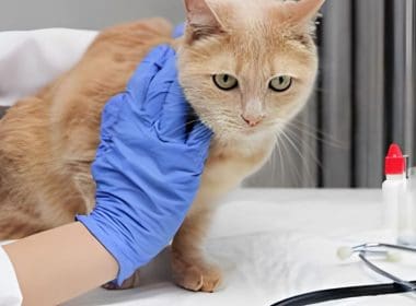 Pancreatite del gatto, sintomi, cause, prevenzione e cura