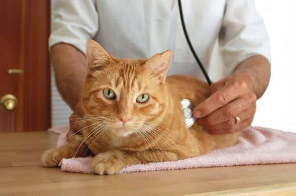 Rinotracheita gatto cause sintomi e contagio