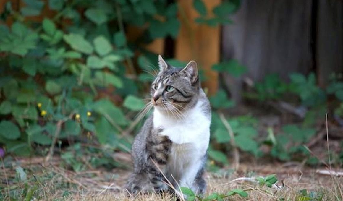 Rinotracheite del gatto, sintomi, prevenzione, diagnosi e cura