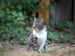 Rinotracheite del gatto, sintomi, prevenzione, diagnosi e cura