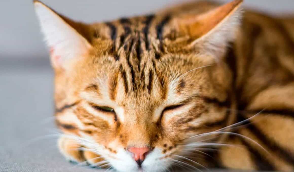 Struvite gatto cause, sintomi, prevenzione, diagnosi e cura