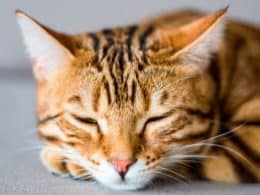 Struvite gatto cause, sintomi, prevenzione, diagnosi e cura