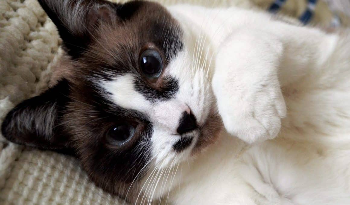 Tumore alla pelle del gatto tipologie e aspettative di vita