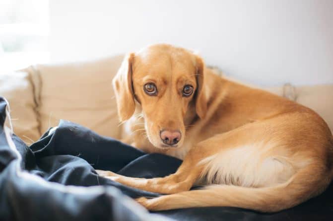 cause della tracheite nel cane