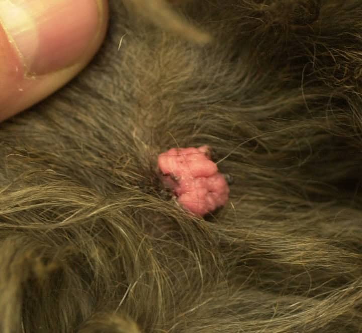 cause tumore pelle cane