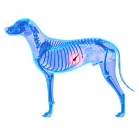 come curare pancreatite nel cane