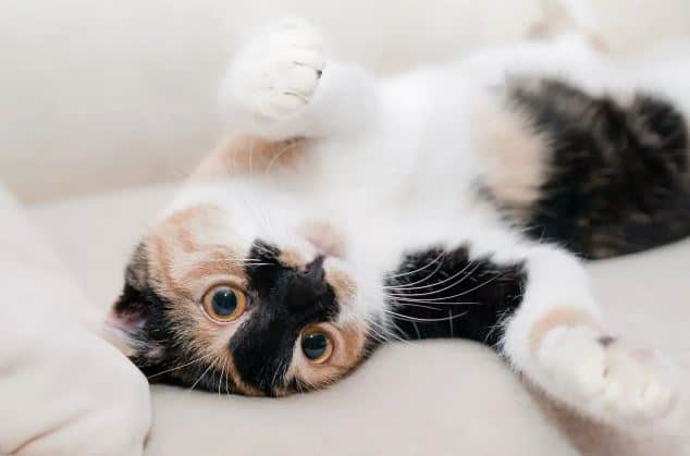 come diagnosticare il tumore alla pella cane