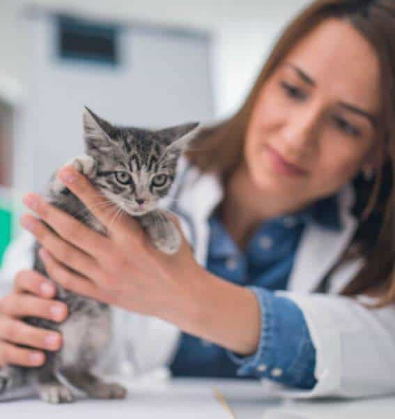 come riconoscere vermi nei gatto