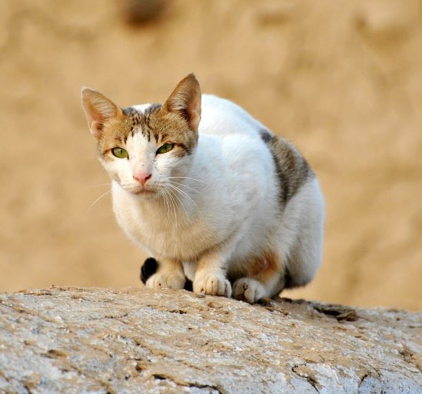 individuare tumor pelle del gatto