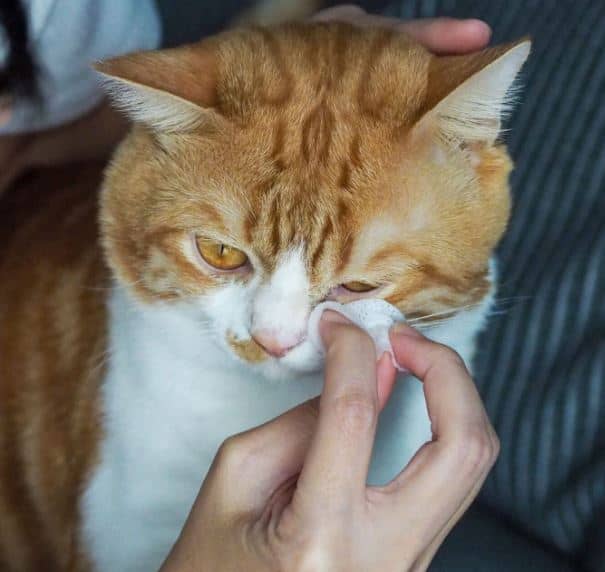 malattie degli occhi gatto - come curarle e prevenirle