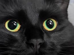 occhi del gatto, malattie, cure e trattamento