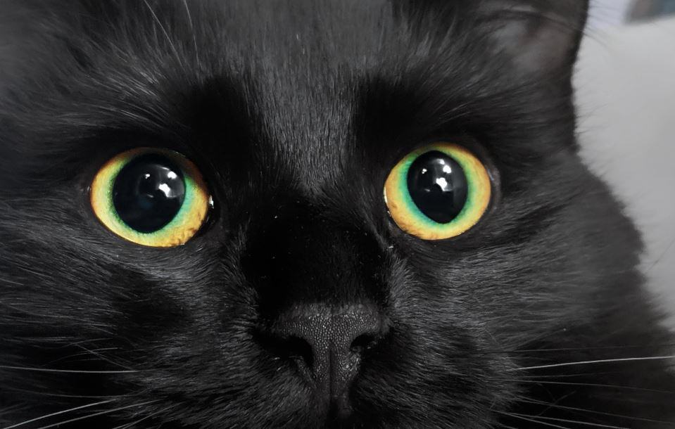 occhi del gatto, malattie, cure e trattamento