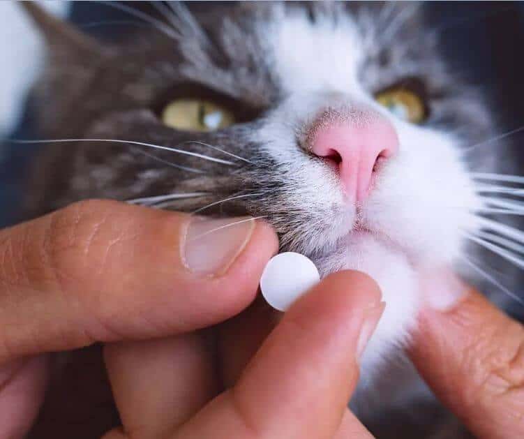 perche è importante la sverminazione