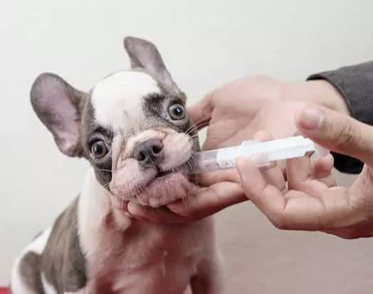 tempistiche sverminazione cane