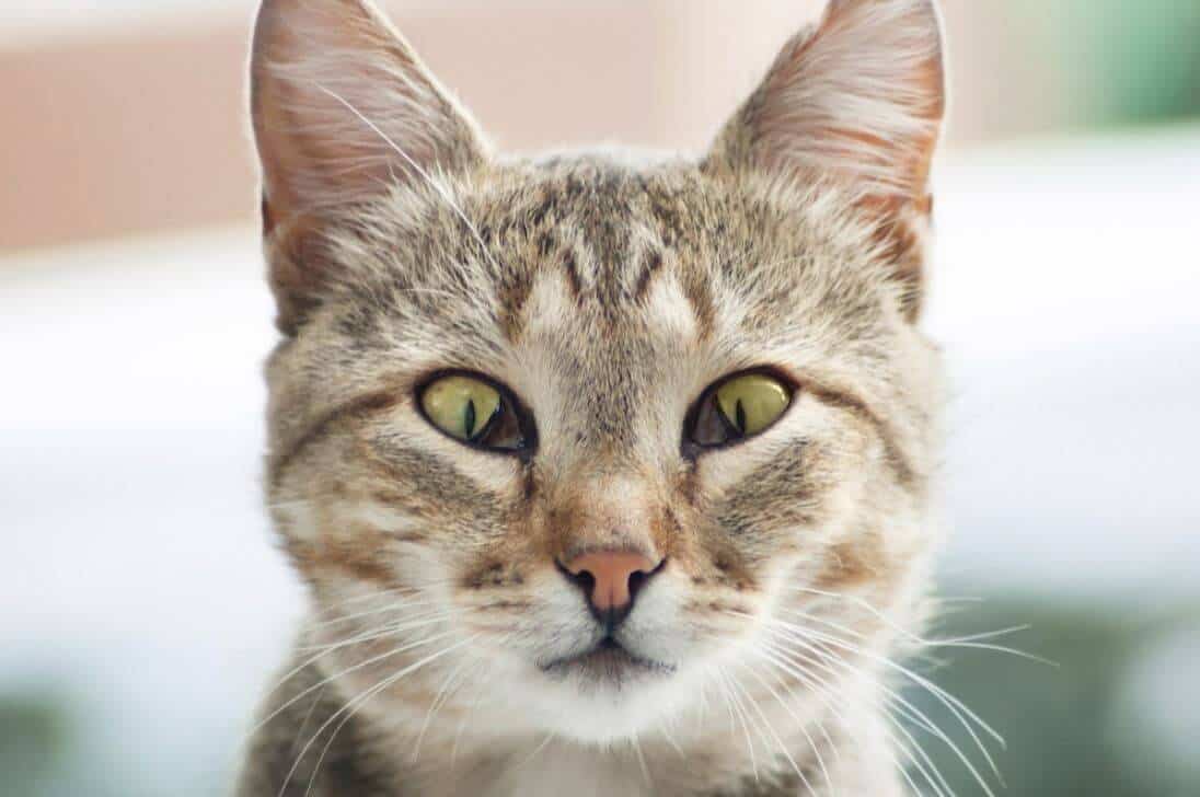 terza palpebra nel gatto cause sintomi cura e prevenzione