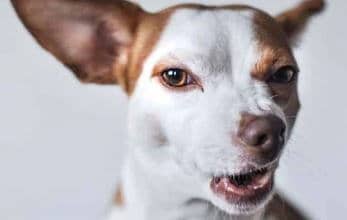 Rimedi naturali (alimentazione) e tracheite nel cane