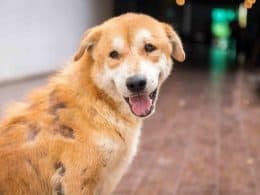 tumore pelle del cane