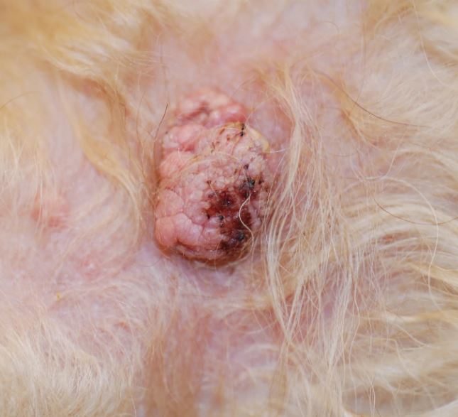 tumore pelle gatto