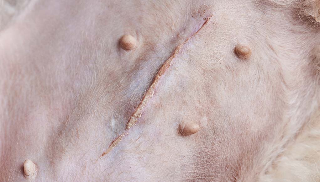 Piometra nel cane - causa sintomi cura e prevenzione