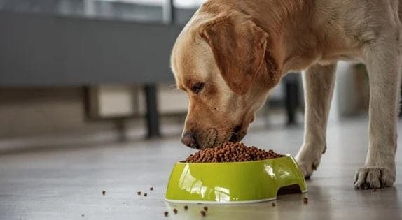 alimentazione cane anziano