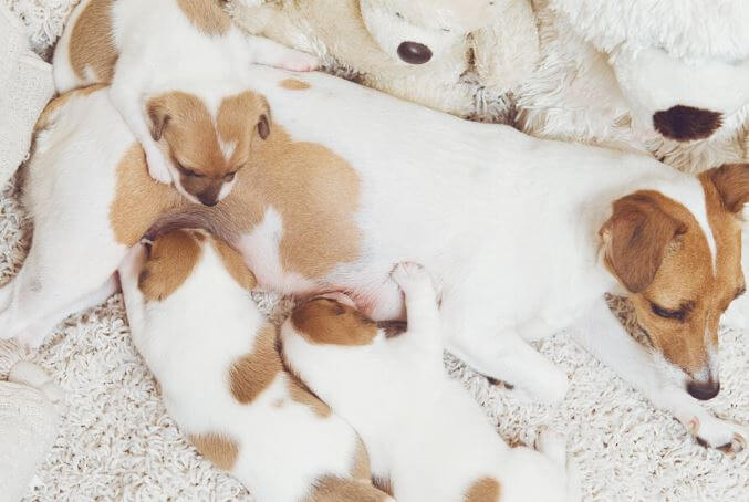 alimentazione cane gravidanza - post parto