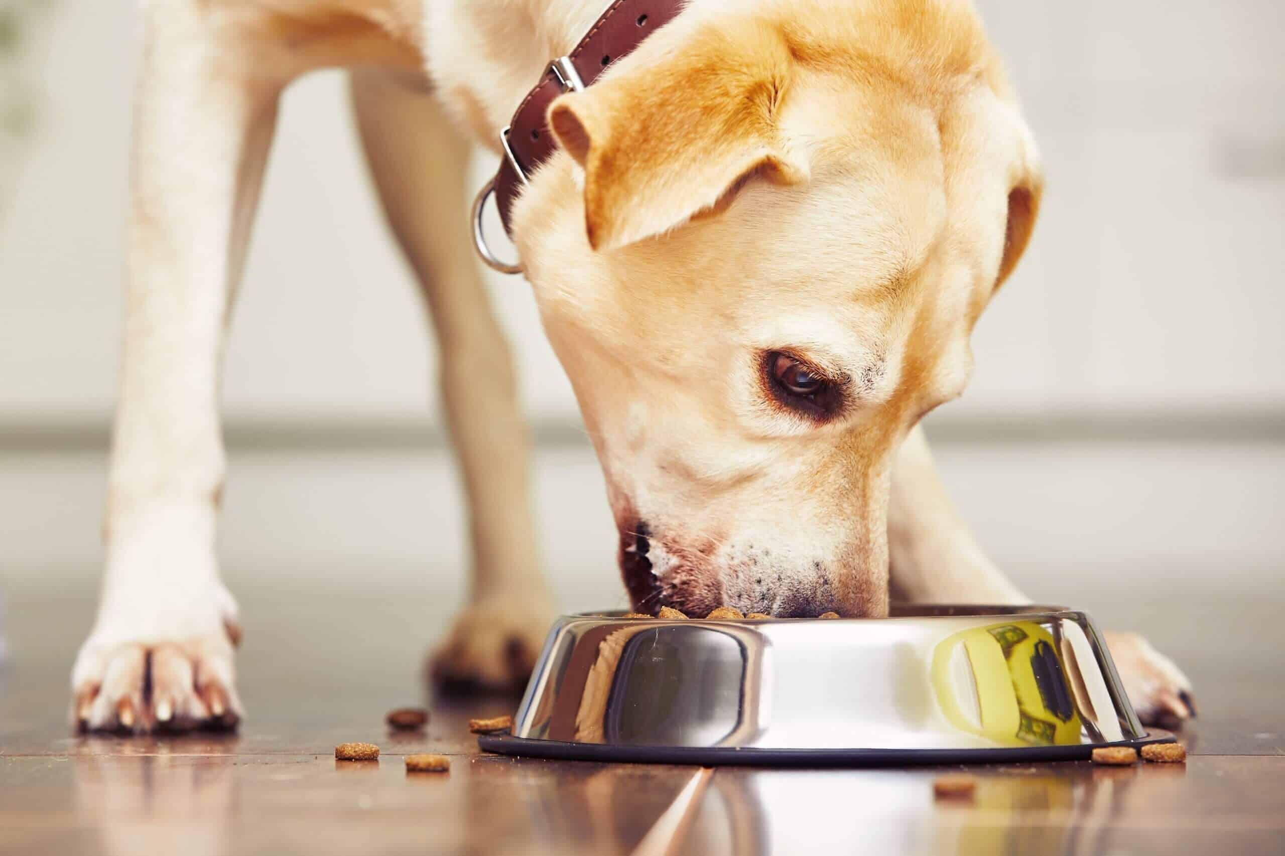 alimentazione del cane - quantità e frequenza pasti