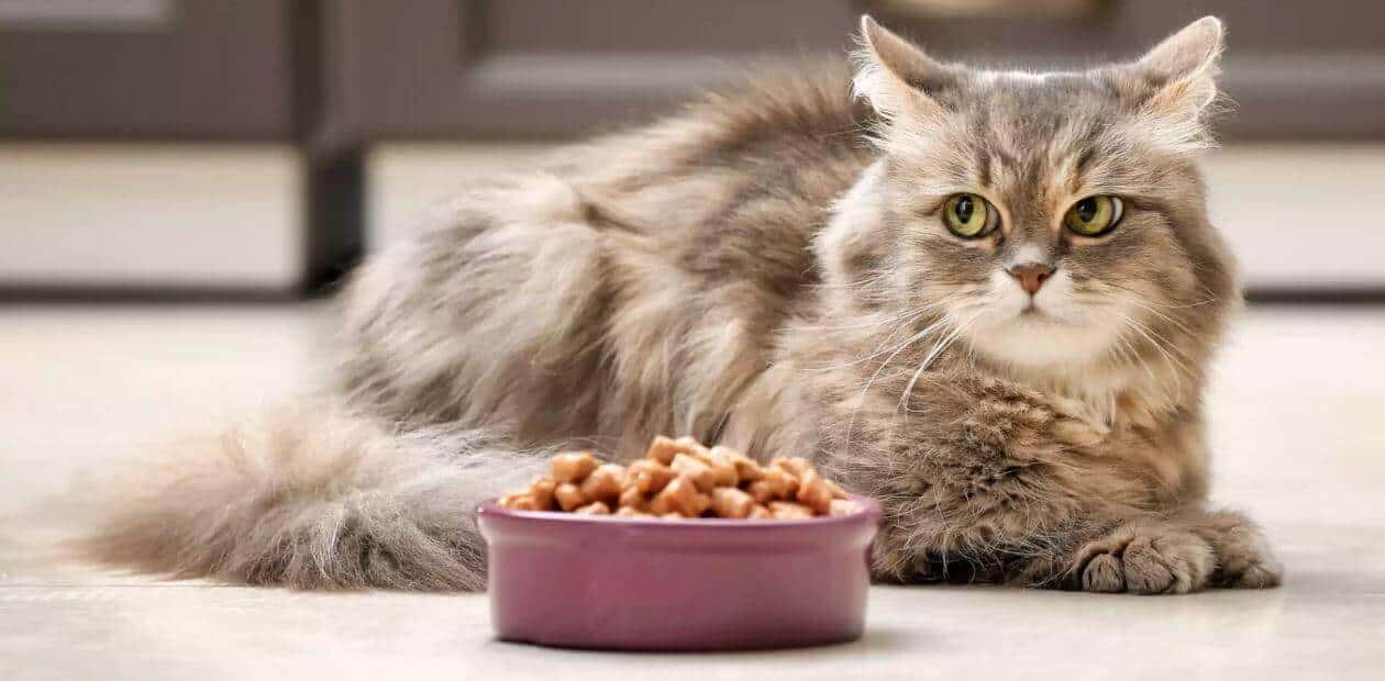 alimentazione-del-gatto-quantita-e-frequenza-pasti