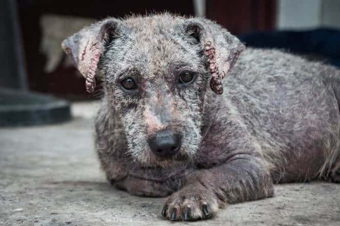 causa rogna nel cane