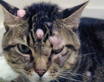 cause del mastocitoma nel gatto