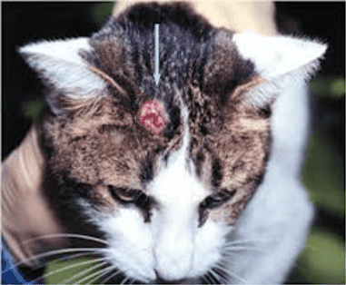 cura e prevenzione del mastocitoma nel gatto