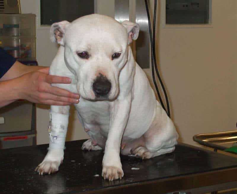 piometra nel cane cause sintomi e trattamento