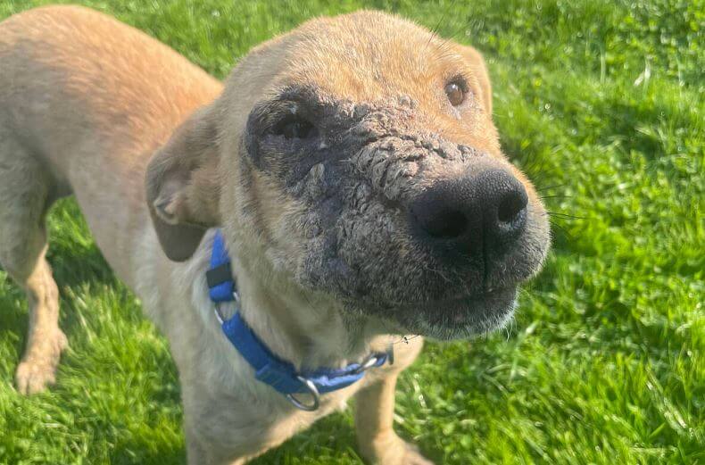 trasmissione rogna nel cane - prevenzione e cura