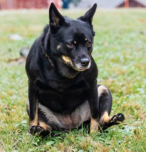 ghiandole-perianale-cane