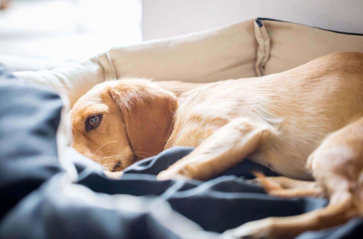 Alimentazione del cane malato - cura e prevenzione