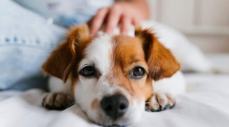 alimentazione cane malato con patologie