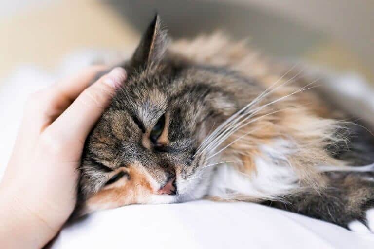 alimentazione del gatto malato - cura e prevenzione