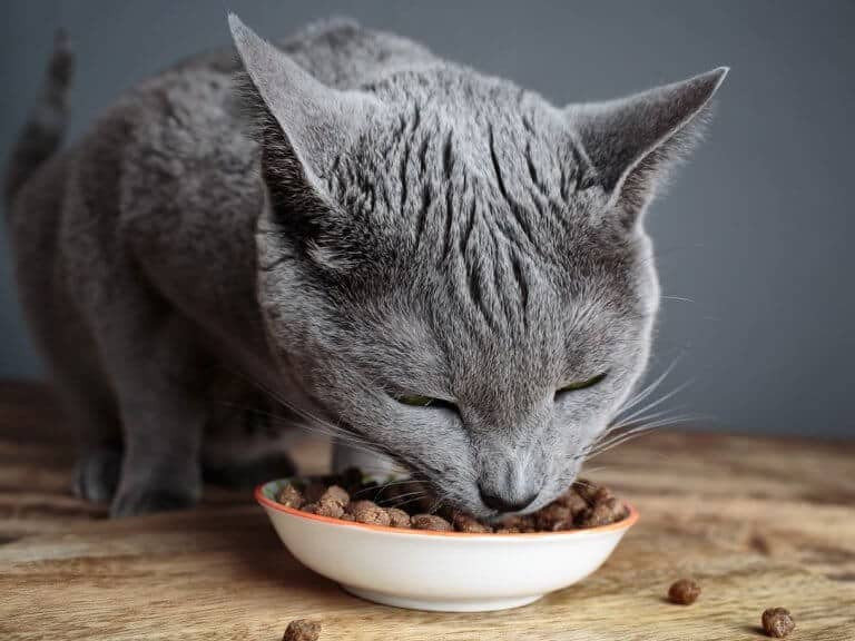alimentazione nel gatto malato - cura e prevenzione
