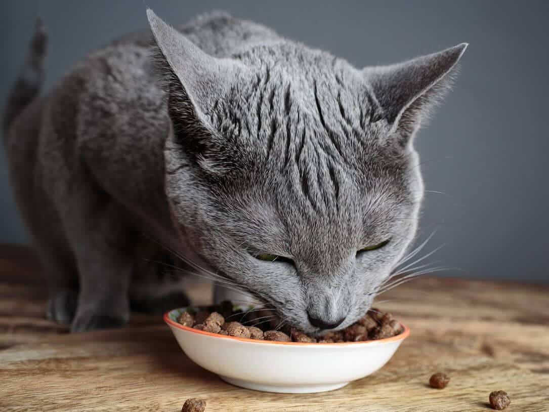 alimentazione nel gatto malato - cura e prevenzione
