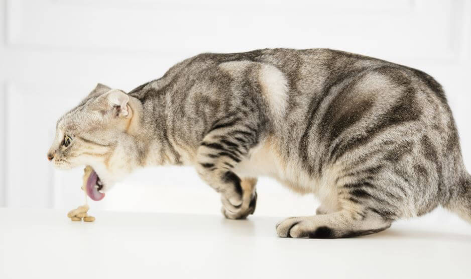 cane che vomita