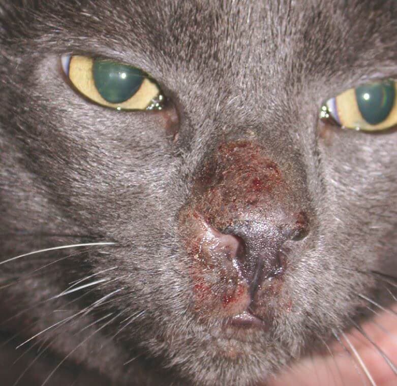 piodermite sul muso del gatto