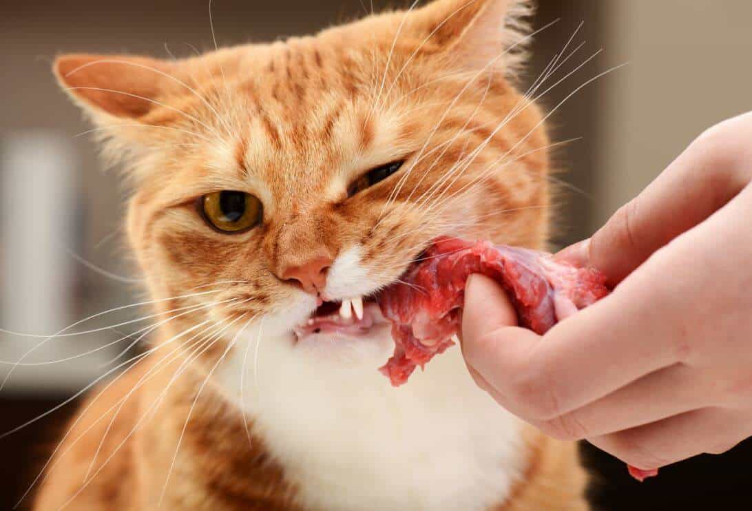 proteine nel gatto - alimentazione bilanciata carboidrati, grassi e minerali