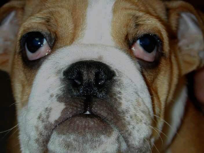 terza palpebra nel cane cura e prevenzione