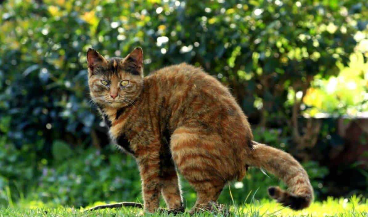 tipologie di feci nel gatto